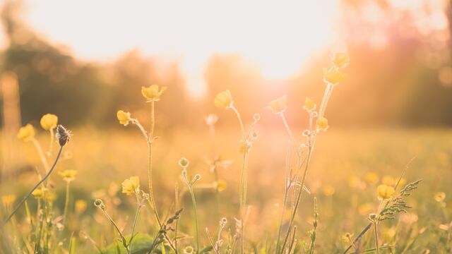 Primavera
