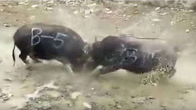 Búfalos mueren instantáneamente.