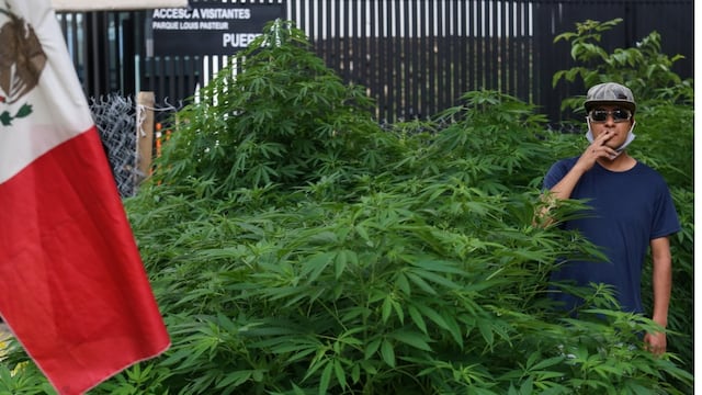 Sembradío de marihuana