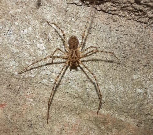 araña tigre