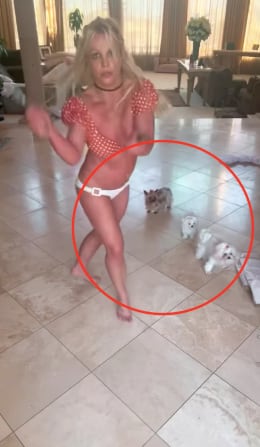 Britney Spears y su baile con cuchillos asusta a sus perros
