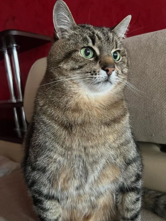 Stepan, gato ucraniano