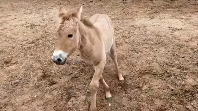 Caballo salvaje mongol clonado