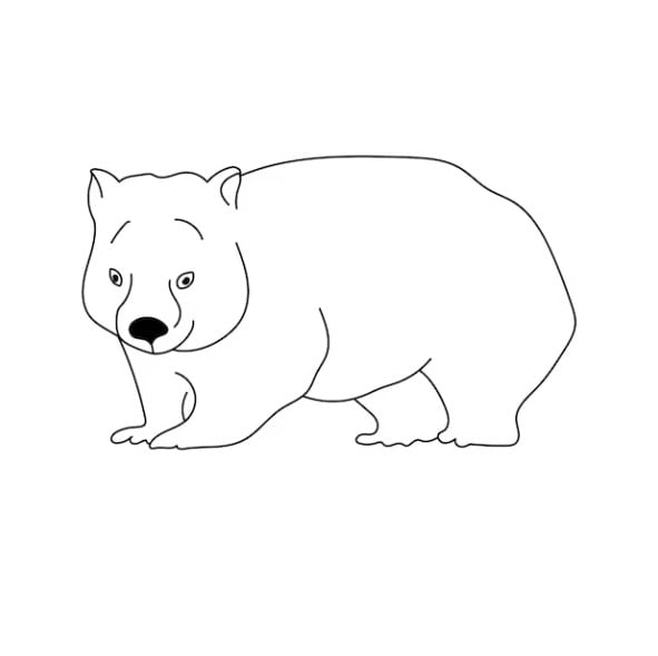 Dibujo Wombat Día Internacional del Wombat