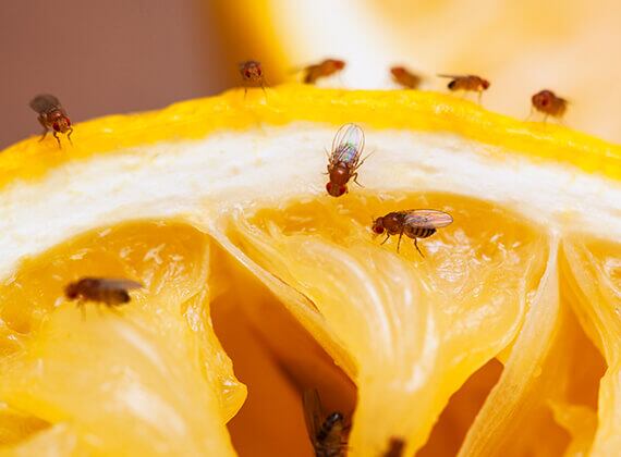 ¿A qué sabe el sexto sabor? El descubrimiento hecho gracias a las moscas de la fruta