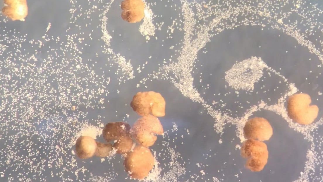 Robots que son capaces de reproducirse