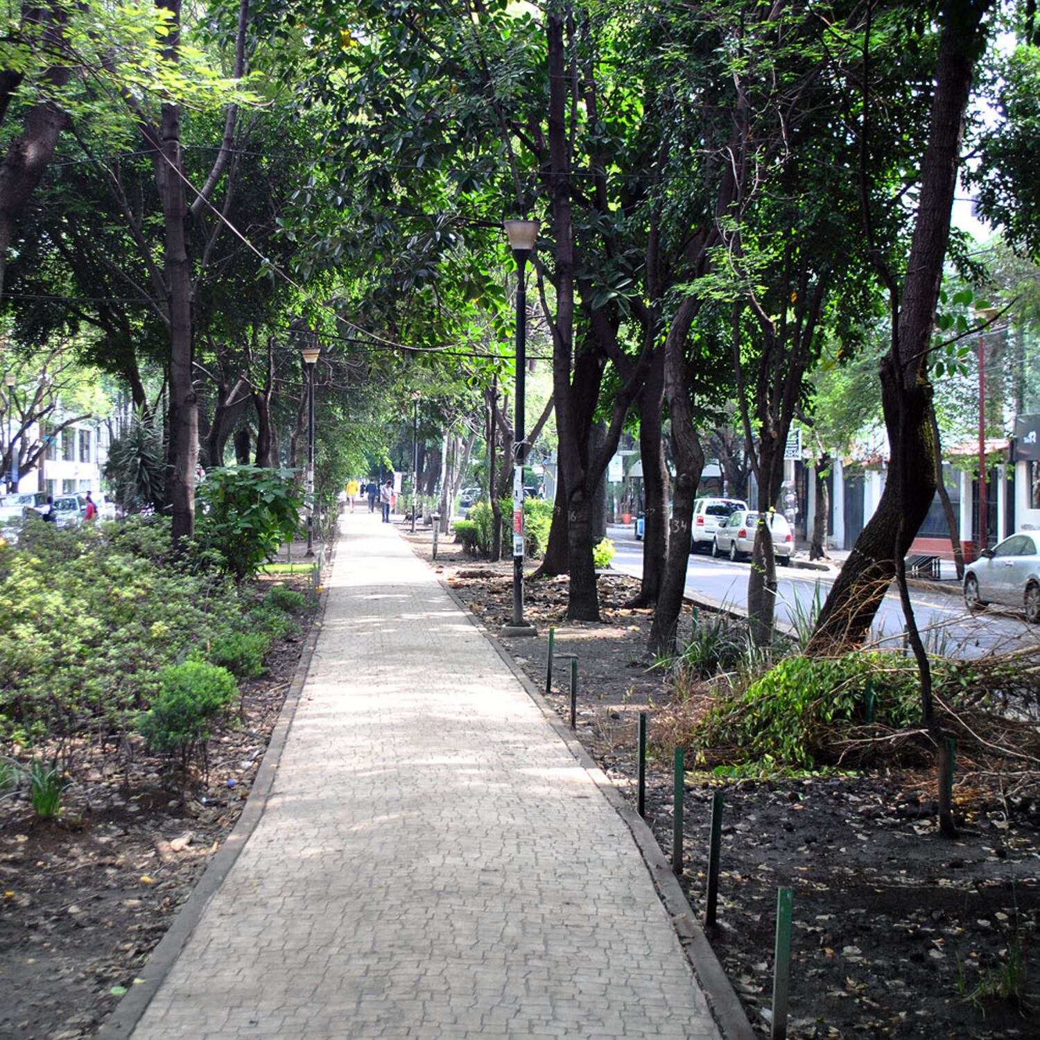 Los gigantes de la Condesa y la Ex Hipódromo