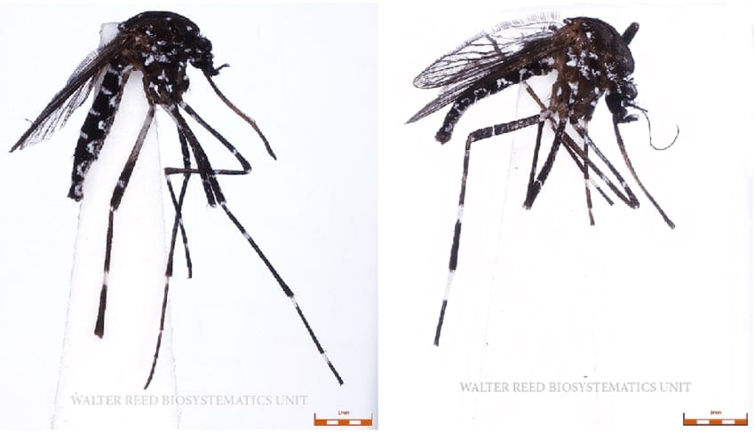 Aedes vittatus