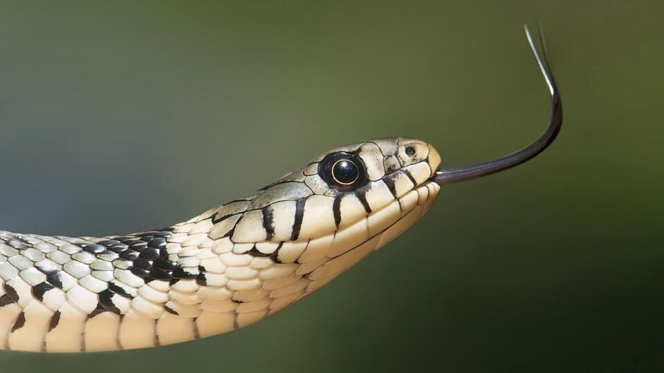 Serpiente.