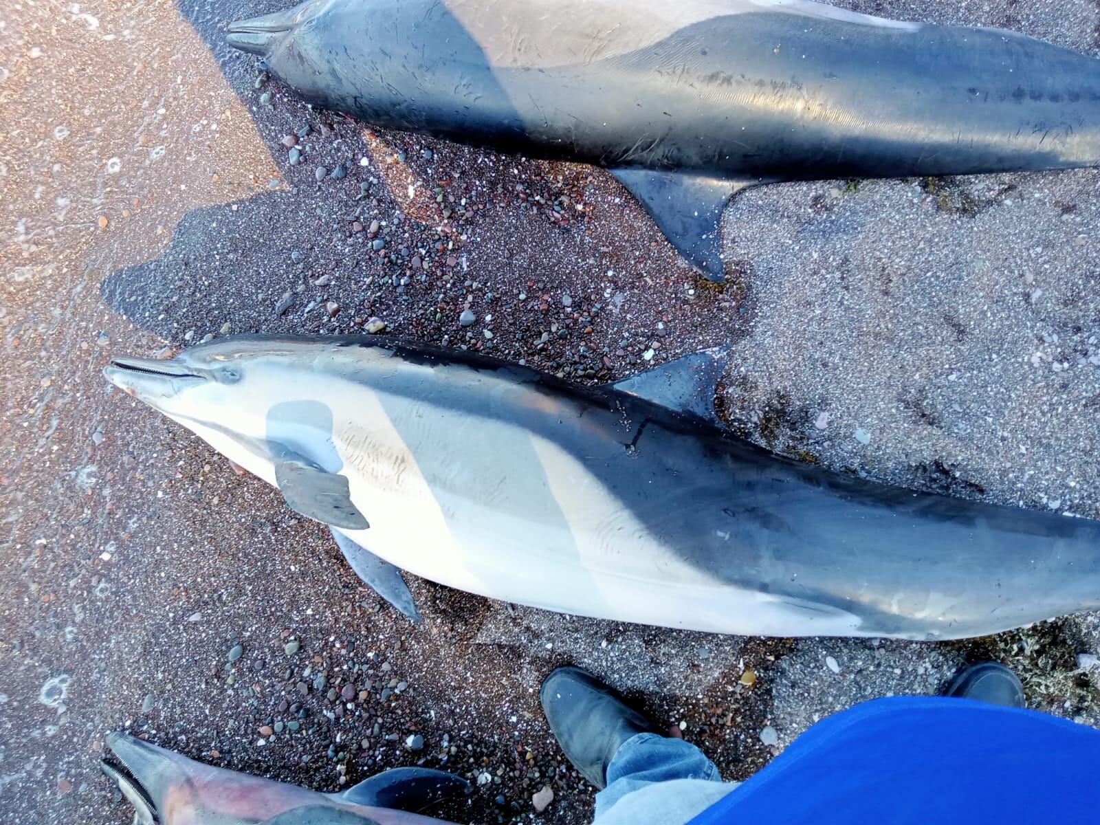 Encuentran 33 delfines muertos varados en Baja California Sur