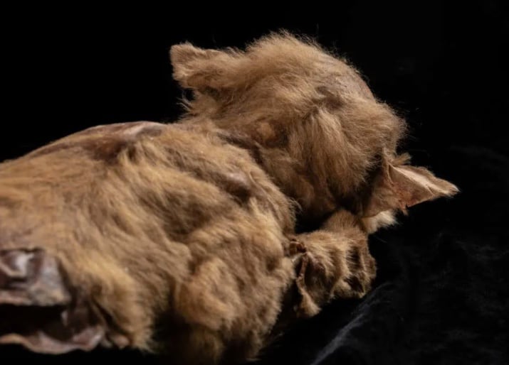 Cachorro de lobo