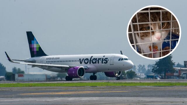Volaris perdió a Haru; el gato y mascota estuvo extraviado tras caos en el Aeropuerto de Tijuana