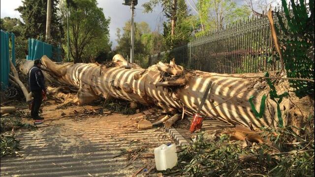 Caída de eucalipto en Chapultepec