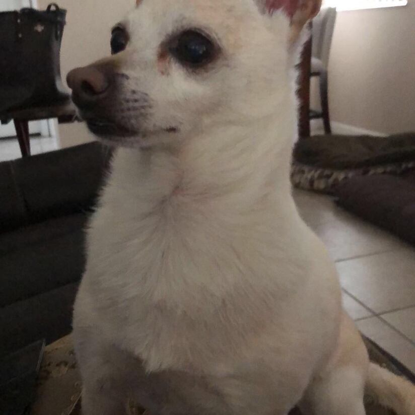 TobyKeith, perro chihuahua