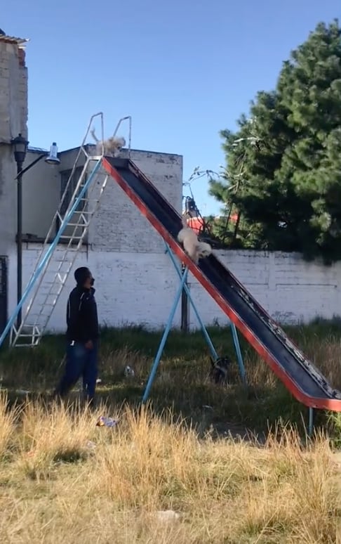 Perritos jugando en el parque