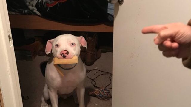 Rocky, el pitbul que roba tamales.