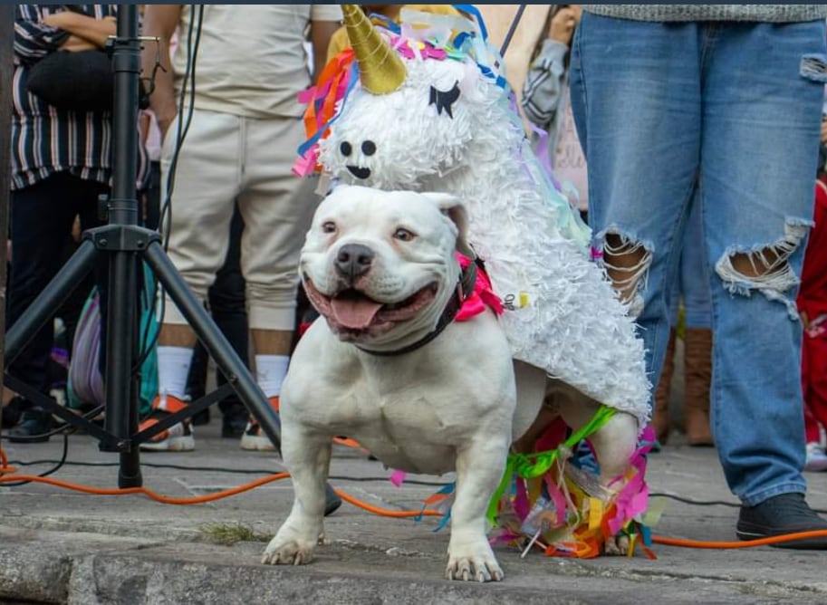 Perrito disfrazado de piñata