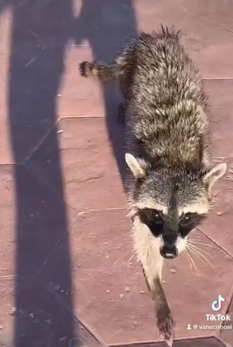 Mapache casi le roba el celular