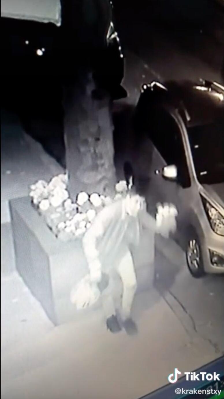 Se roban las plantas de cempasúchil de su jardinera