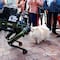 Este perro robot sacado de Black Mirror patrullará las calles de una ciudad de Europa