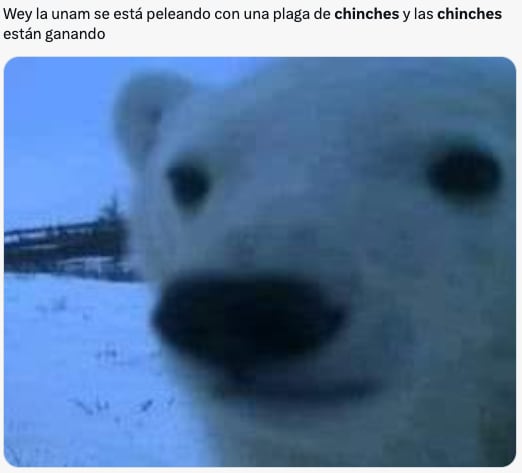 Plaga de chinches de la UNAM en CDMX desata los memes ansiosos de usuarios
