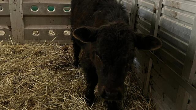 Stewie, vaca que escapó del matadero