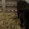 ¡Lo logró! Una vaca que escapó del matadero descansará en un santuario de Estados Unidos