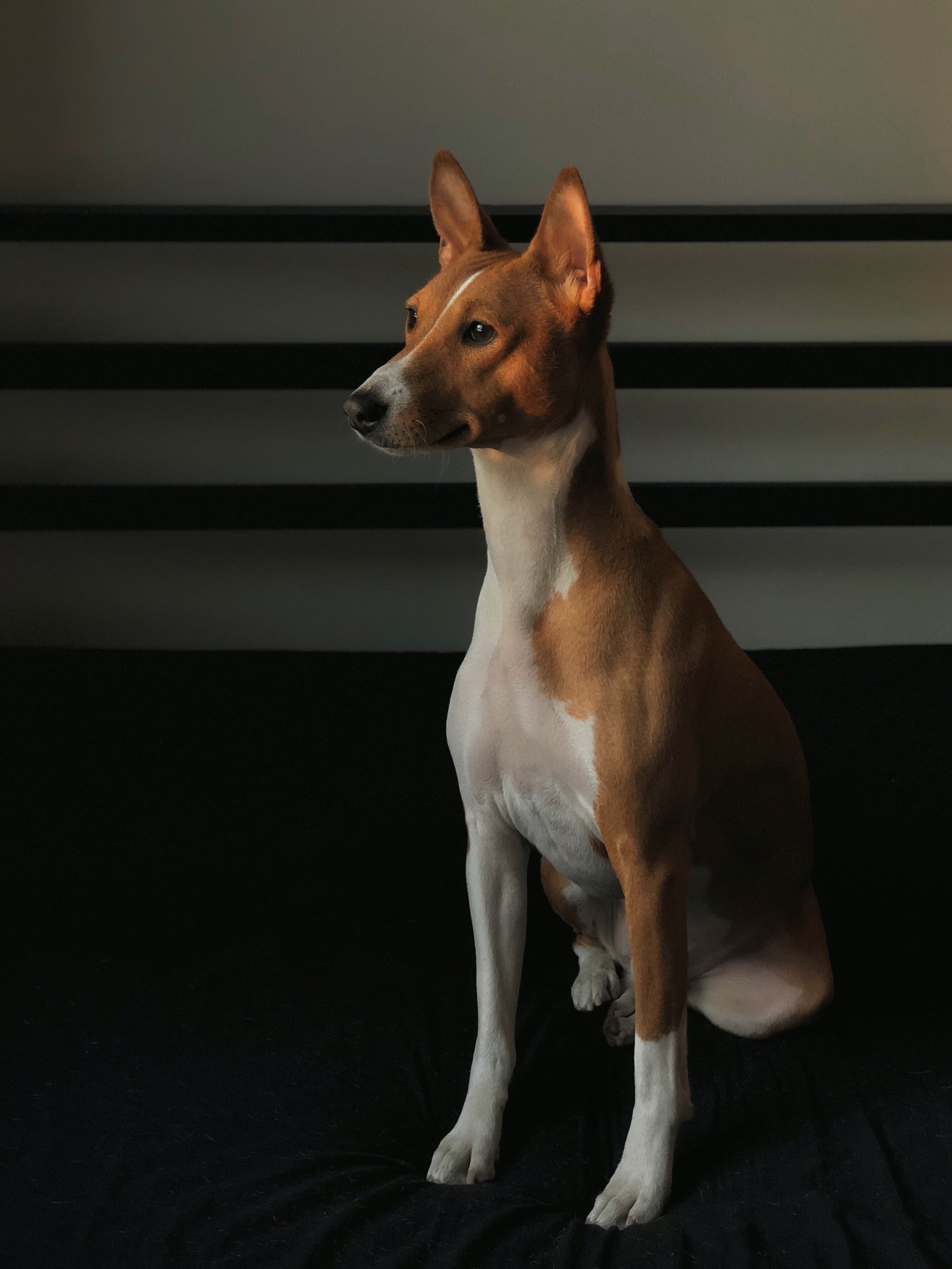 perro Basenji