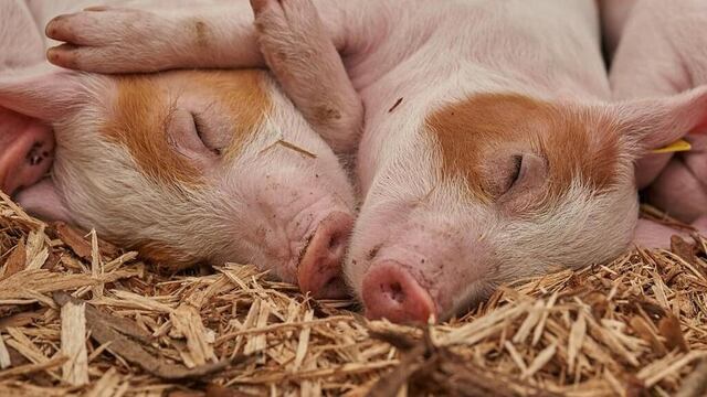 Cerditos, imagen ilustrativa.