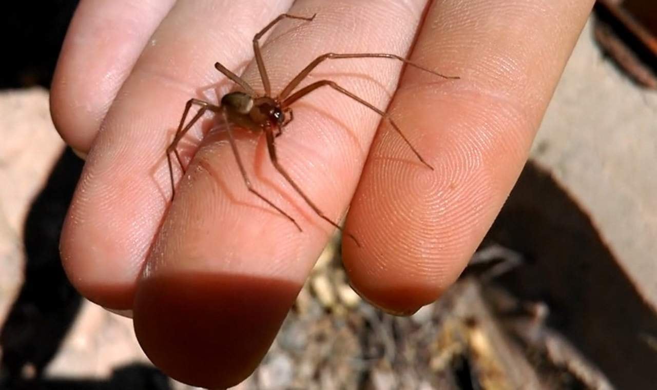 Nueva araña violinista