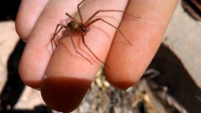 Nueva araña violinista