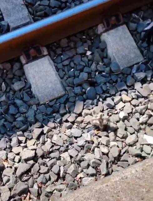 patitos afectan el tránsito del tren