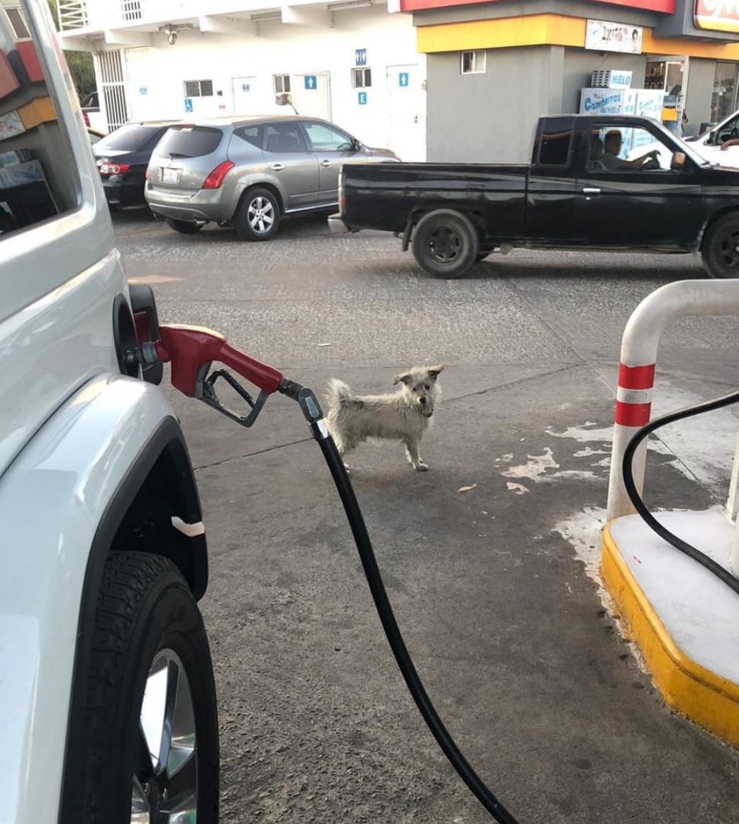 Perrito 'Gasolín'