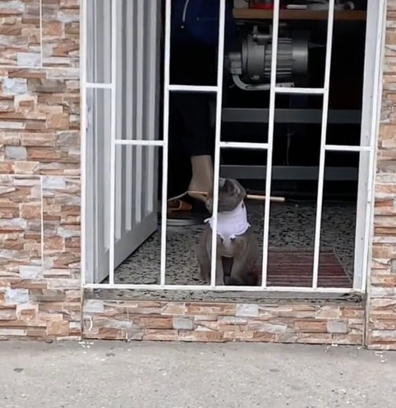 Gato encerrado en casa