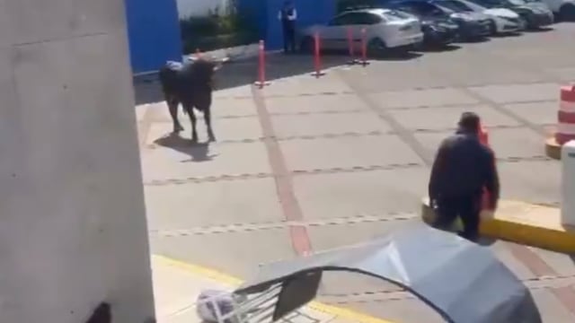 ¿Qué pasó con el toro de La Salle?