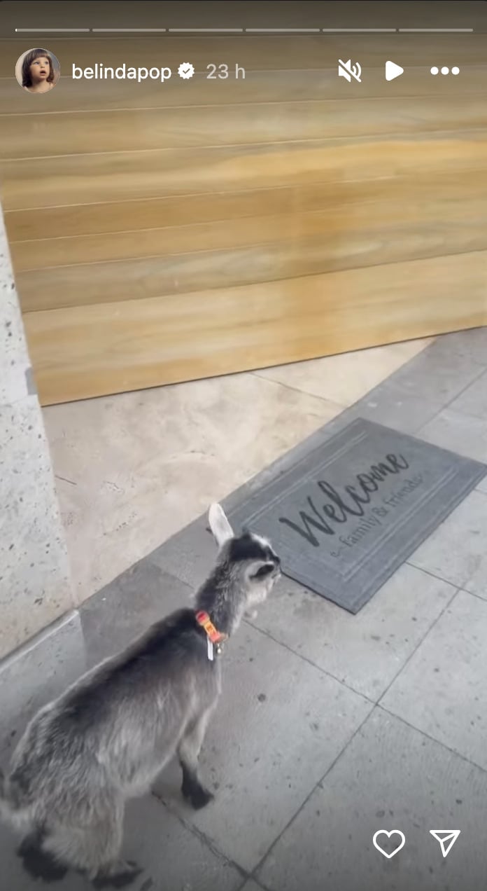 Belinda presume a Flora, su nueva mascota que es una cabra bebé