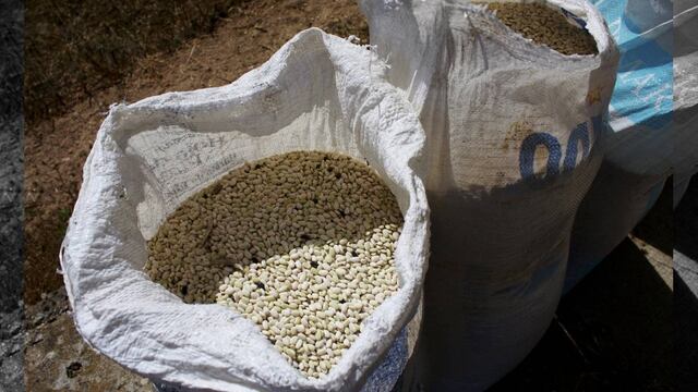 Tras varios años de investigación la planta resultante mantiene hasta cuatro veces más los niveles de ácido fólico aún después de ser cocinado, lo cual puede representar una revolución alimenticia.
