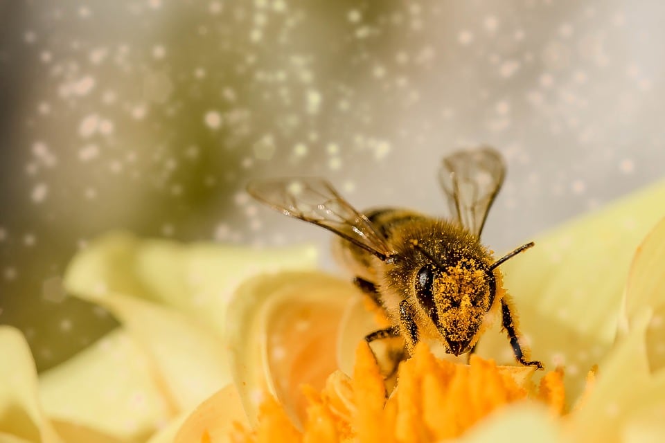 Abejas, el ser vivo más importante.