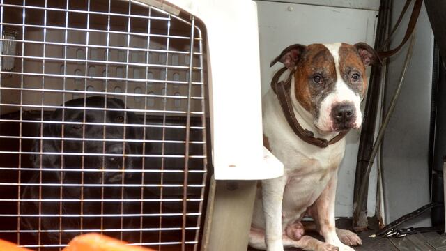 Mujer encierra a su perro en un automóvil como castigo y lo deja morir