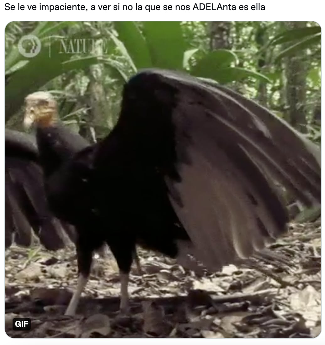 Memes de Adela Micha sobre comentario de Silvia Pinal