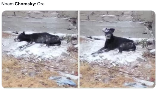 Los memes de la muerte falsa de Noam Chomsky