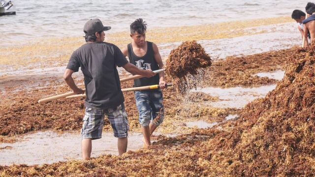 Sargazo. Empleo para retirarlo.