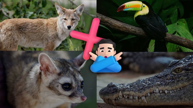 lista de animales prohibidos como mascota