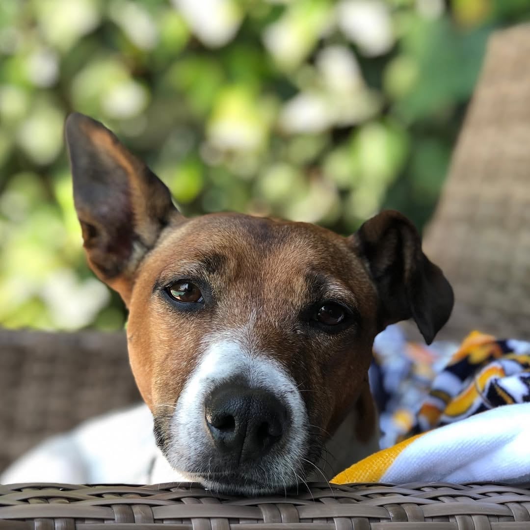 Pimienta, la perrita de Javier Alatorre.