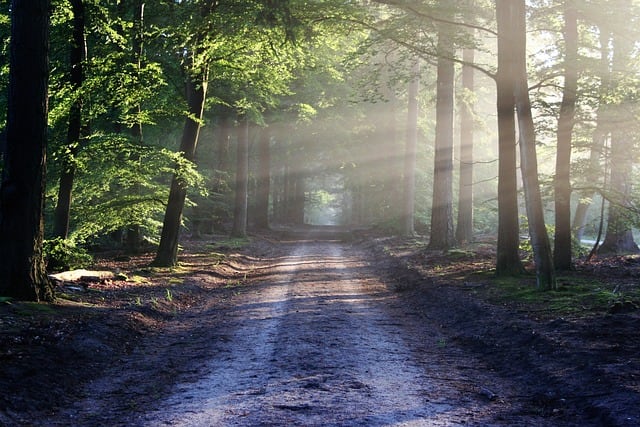 Bosque, imagen ilustrativa
