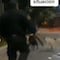 Policía ahuyenta a jauría de perros que molestaban a otro