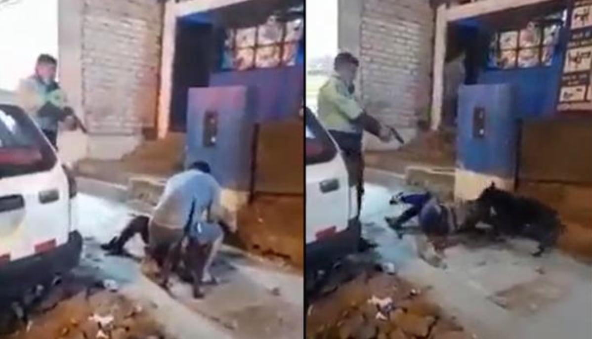 Ataque de perro pitbull