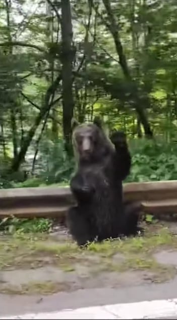 Osos en Rumania
