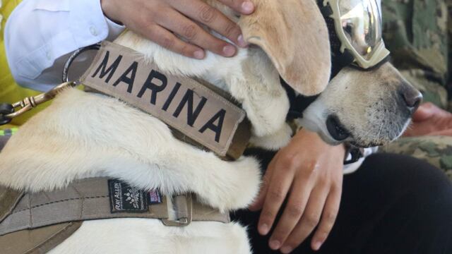 Frida, perrita rescatista