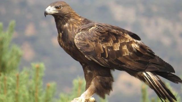Águila real
